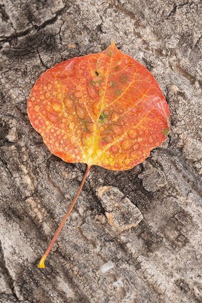 Jaynes Gallery 아티스트의 USA-Colorado-Uncompahgre National Forest Wet aspen leaf on log작품입니다.